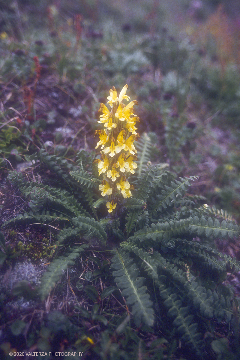 46 SIBERIA.jpg - Luglio/Agosto 1992. Siberia, terra dei Chukchi. Nell'oceano artico  125 Km a nord-est della penisola dei Chukchi (Siberia) c'Ã¨ l'isola di Wrangel, essa ospita piÃ¹ del doppio di specie vegetali (417) di qualsiasi territorio artico a paritÃ  di superficie nonchÃ¨ 30 specie diverse di uccelli oltre ad orsi polari, foche e trichechi ; per questo motivo   Ã¨ stata proclamata patrimonio dell'umanitÃ  dall'UNESCO. Nella foto esemplare della flora della tundra siberiana in piena fioritura a metÃ  Agosto